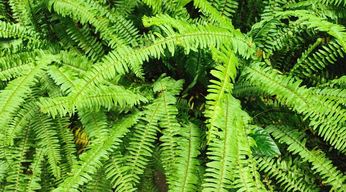 Close-up of a growing Polystichum acrostichoides plant in a garden. Polystichum acrostichoides, commonly known as Christmas fern, is a perennial plant native to eastern North America. It has evergreen leathery leaves that grow in a rosette pattern. The fronds are pinnate, that is, they are divided into smaller leaflets located on both sides of the central stem. The leaflets are lanceolate in shape with serrated edges, giving them a feathery appearance.