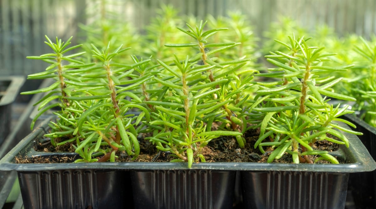 Portulaca stems and leaves thrive gracefully on a black plastic tray, forming a harmonious display of botanical elegance. The contrast between the dark tray and the vibrant, verdant foliage adds depth and allure to the scene.