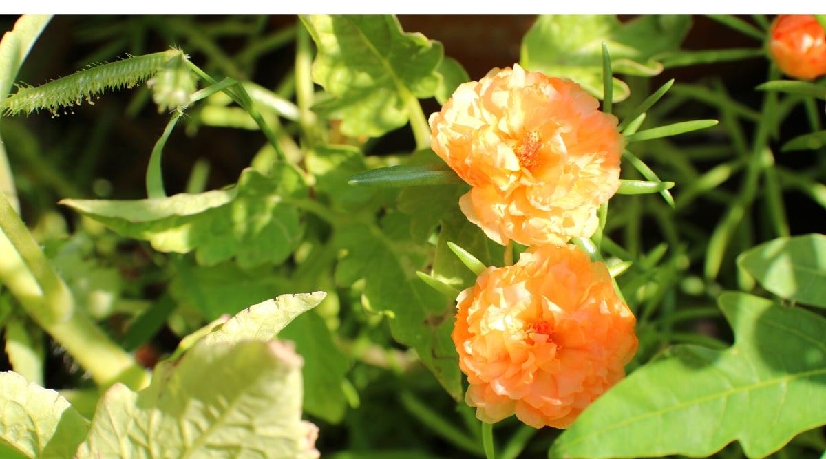 A pair of orange portulacas, their delicate petals reaching for the sun's warm embrace, casting a cheerful glow on the surroundings. In the foreground, the lush green leaves of the portulacas gracefully surround the blossoms.