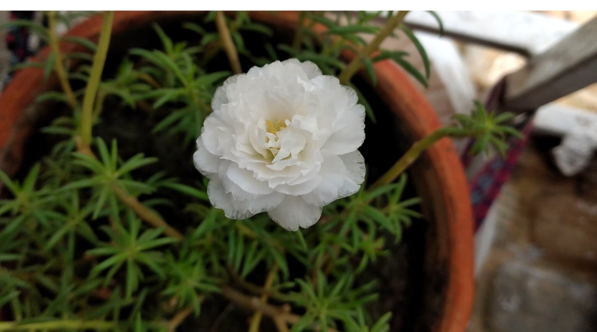 A lonely white portulaca stands tall, displaying its ruffled petals. The pure white petals glow against the backdrop of succulent-like leaves. Placed lovingly in a rustic clay pot, this plant adds a touch of natural beauty to any space.