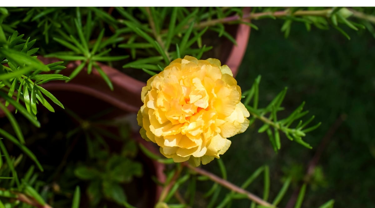 A vibrant yellow portulaca stands out with its ruffled and layered petals, exuding a sunny charm in the garden. Encircling the bloom, thick and succulent-like leaves provide nourishment and retain moisture.