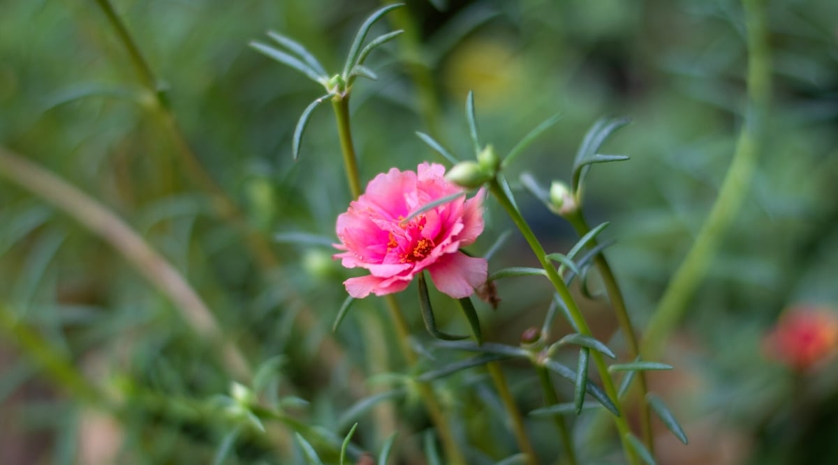 A solitary pink portulaca stands tall, its delicate petals radiating beauty, held aloft by a long and slender green stem, reaching for the sky in quiet grace. In the foreground, other portulaca stems stand bare, devoid of blossoms or buds.