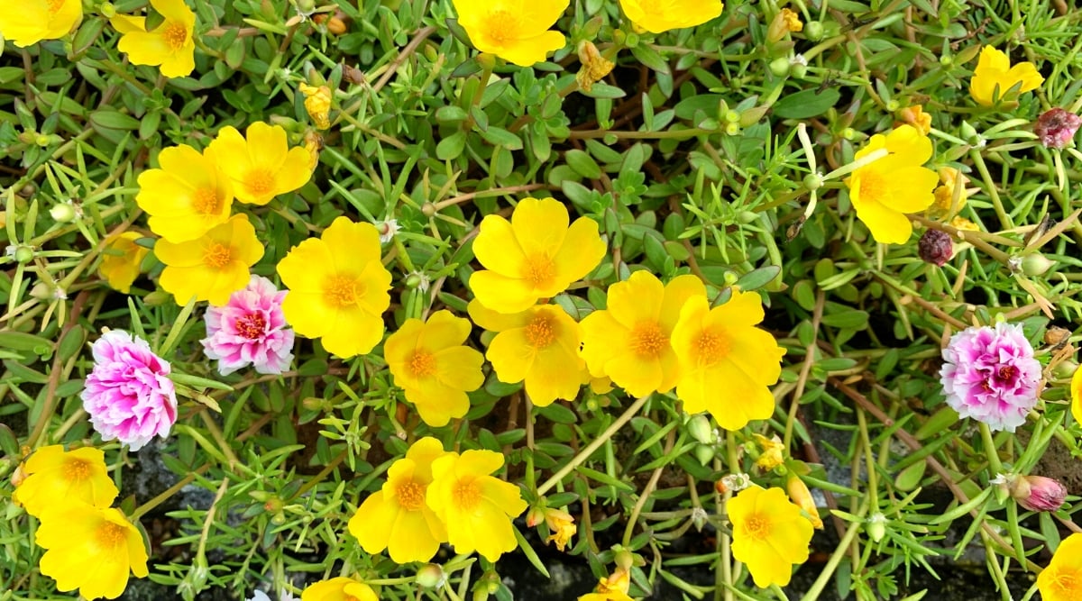 A vibrant display of yellow portulacas and delicate pink ruffled portulacas creates a stunning floral arrangement in a garden bed. Lush green leaves form a lush backdrop, encircling the lively portulacas, enhancing their visual appeal. 