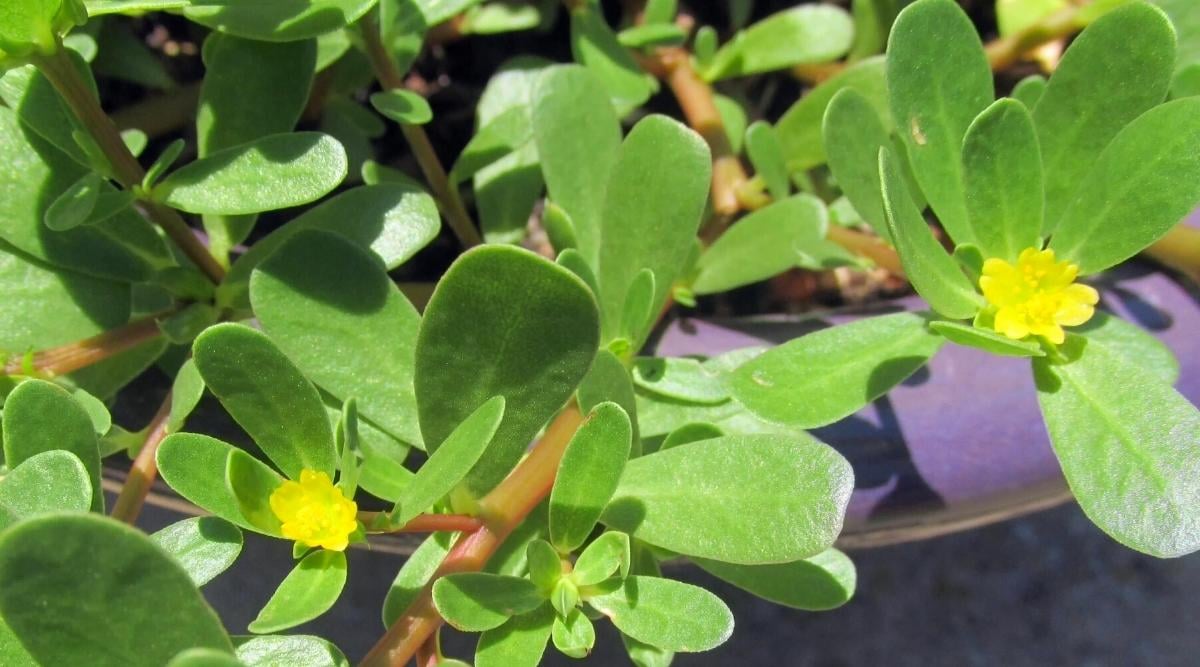 Purslane Plant on a Bright Day