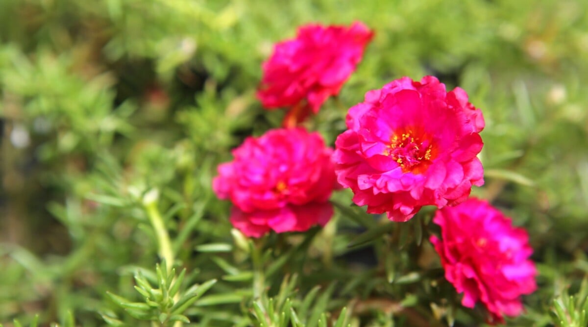 Four vibrant pink portulaca flowers with ruffled petals bloom gracefully. The blurred background reveals the lush greenery of the portulaca's foliage. Each leaf boasts a succulent texture, designed to conserve water and withstand the sun's scorching rays.