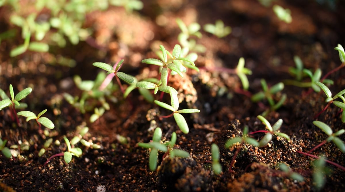 Young portulaca plants displaying remarkable vitality as they flourish in nutrient-rich soil, basking in the gentle sunlight. Intriguing red stems of the portulaca plants, each adorned with precisely four delicate leaves, showcasing nature's precision in design.