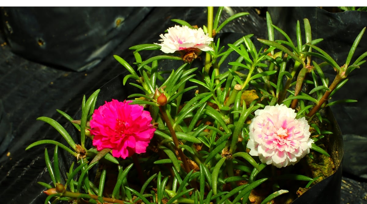 Two light pink portulacas and a bright pink portulaca bathed in warm sunlight. These charming plants possess lush, succulent-like leaves. Planted meticulously in a black plastic pot, they create a delightful contrast of colors and textures.
