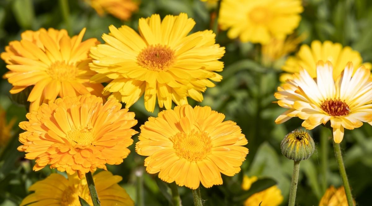 Pot Marigold