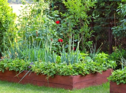 View of the potager kitchen garden. The garden features a wooden raised bed with growing tomatoes, carrots, onions, basil and strawberries. Behind the raised bed are vertical trellises along which a red climbing rose climbs. Dwarf fruit trees grow next to the garden bed.