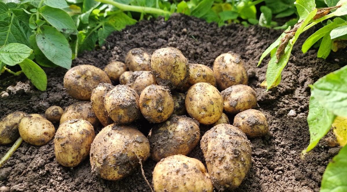 Close-up of ripe potato fruits on the ground in a vegetable garden. Potatoes (Solanum tuberosum) are herbaceous, perennial plants that belong to the Solanaceae family. The plant produces underground tubers, which are the edible parts of the potato plant. Potato leaves are compound and consist of several leaflets attached to a central stem. Leaflets are oval or lanceolate, dark green. Tubers are medium in size, oval and round in shape with a light brown skin.