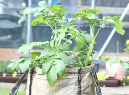 Sunlight bathes a verdant potato plant, its leafy emerald fronds reaching skyward from a burlap sack in a garden bed. Deep green hues and smooth edges tell a tale of health and vigor, promising a bounty of tubers beneath the soil.