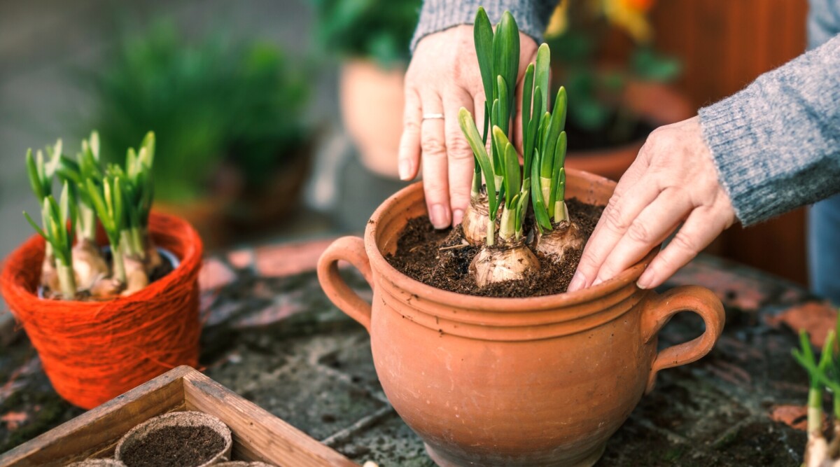 Planting potted bulbs indoors. Close-up of a woman planting daffodil plant bulbs into a clay flower pot. Daffodil bulbs are elongated, resembling small onions, and have brown outer skin. Vertical, slender, green leaves sprout from the tops of the bulbs.