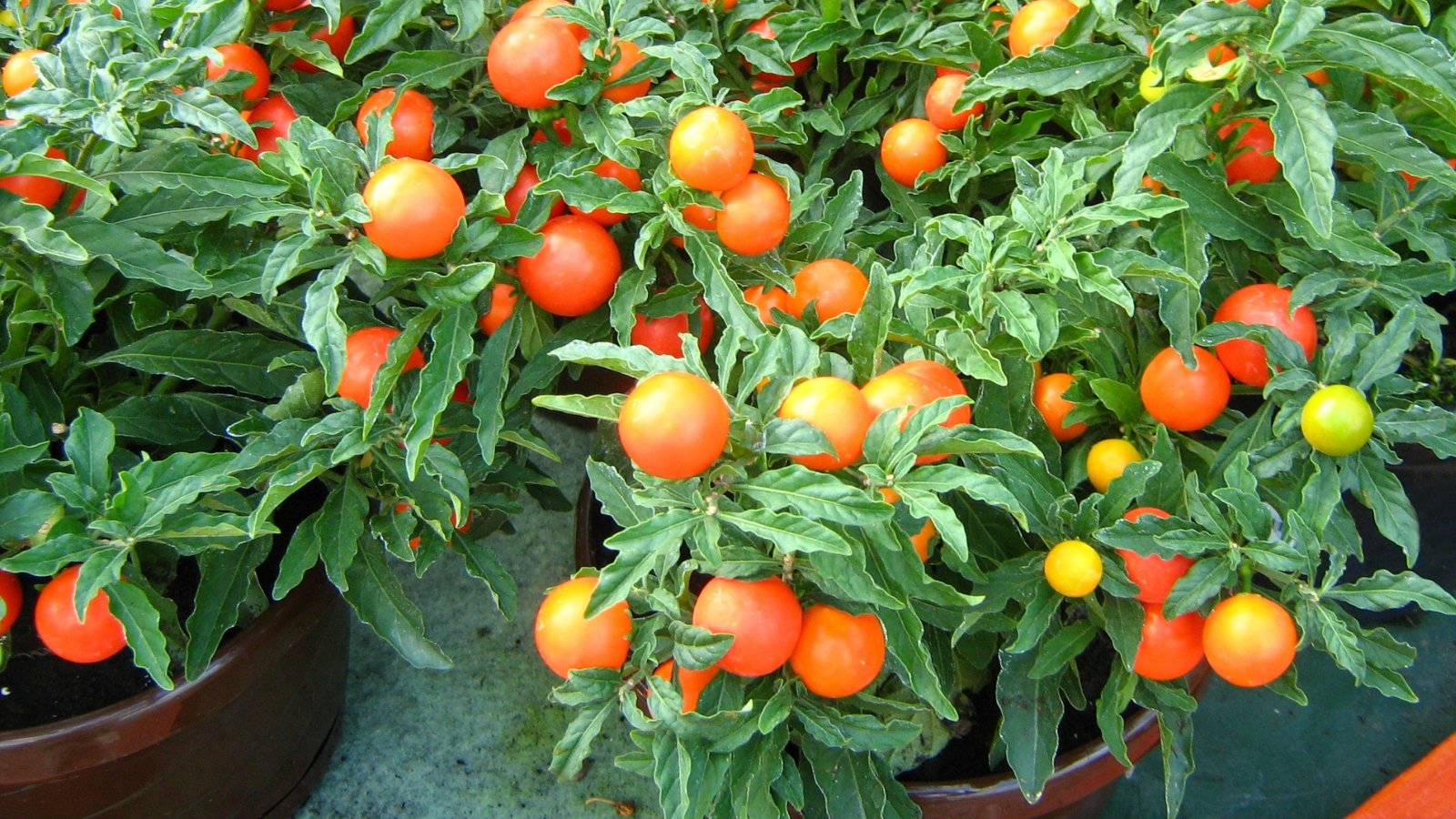 Vibrant red tomatoes nestled amidst vibrant green foliage in a potted plant, promising a harvest of freshness and flavor in the garden.