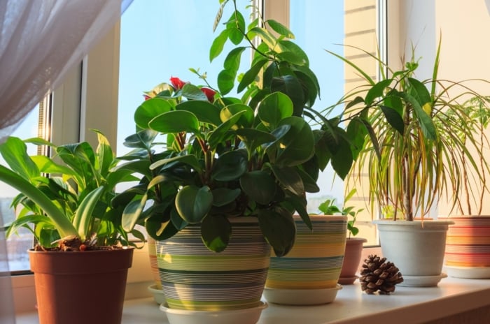 A bright white windowsill adorned with delicate white curtains, casting soft light into the room. Various pots, each boasting unique designs, cradle lush green plants, adding a touch of natural charm to the serene ambiance by the window.