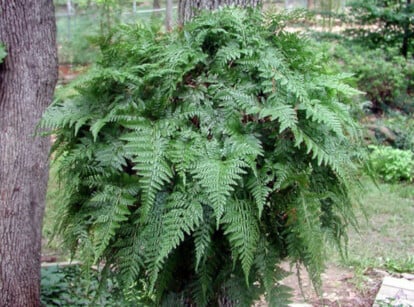 Potted rabbit's foot fern