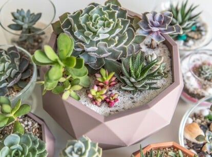 Potted Succulents growing in various colored pots of ceramic and glass indoors