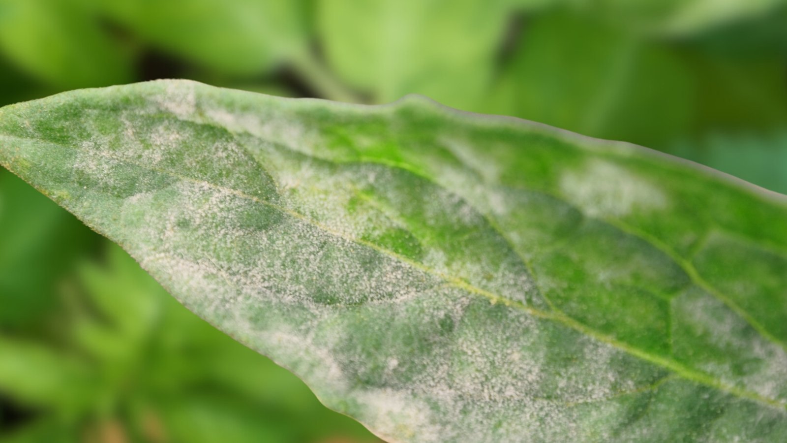 Close-up of a green leaf covered with a powdery gray-white coating - affected by powdery mildew.