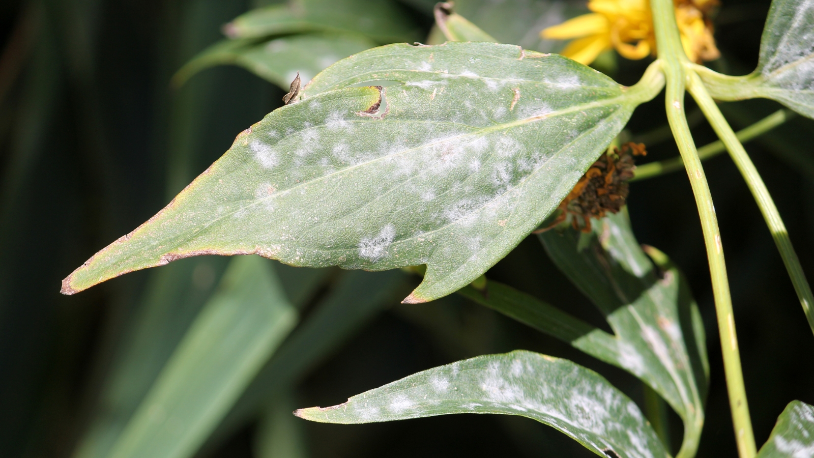 Close-up of oval, three-lobed leaves affected by powdery mildew, which forms a powdery gray-white coating on the surface of the leaves.