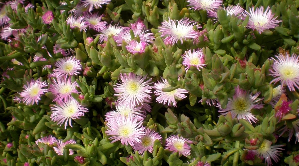 Soft Pink Flowers of the Prenia Pallens