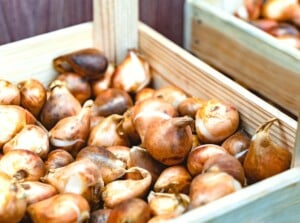 A rustic wooden box filled with a display of pink tulip bulbs and sunny yellow daffodil bulbs. These flower bulbs rest in perfect harmony, ready to be planted and bring forth a symphony of blooming beauty in the garden.