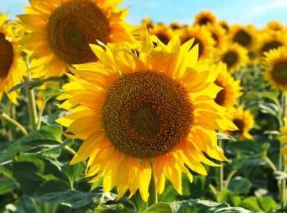 A vibrant field of sunflowers stretches towards the sky, their golden petals catching the sunlight in a radiant display of nature's beauty. These cheerful flowers follow the sun's path throughout the day, basking in its warm embrace.