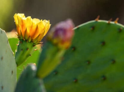 Prickly pear cactus propagation