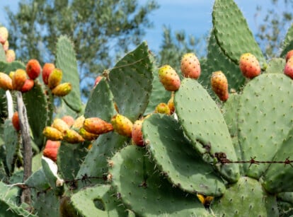 Prickly pear plant