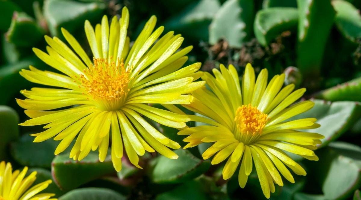 Yellow Flowers of the Prince Albert Vygie