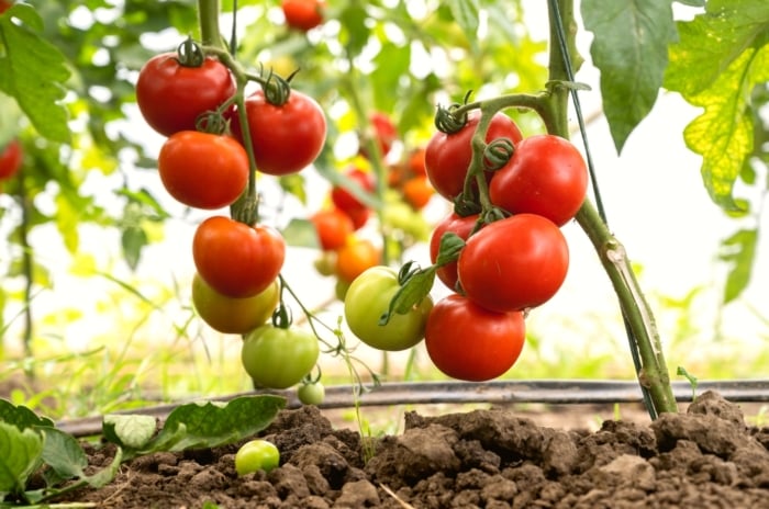 produce more tomatoes. Close-up of several tomato bushes with ripe bunches of tomatoes in a greenhouse. The tomato plant is a striking sight, boasting a profusion of deep green, serrated leaves that cascade from sturdy stems, forming a lush canopy of foliage. The plant produces long clusters of medium-sized, rounded fruits that are bright red in color with thin, shiny skin.