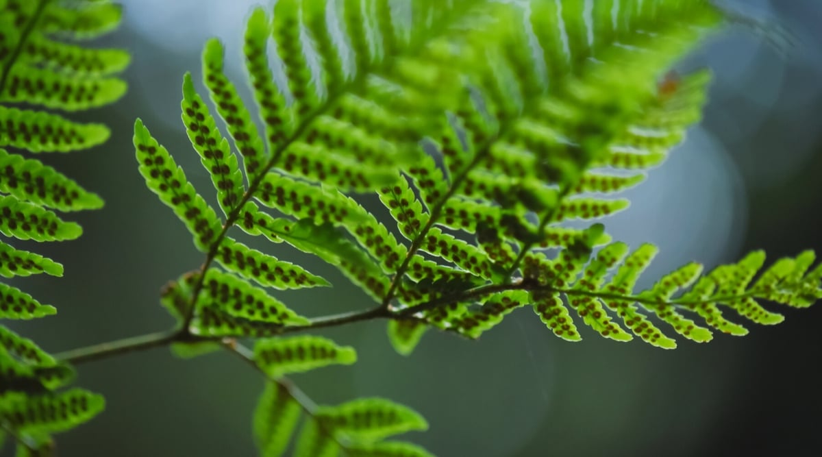 Close-up of fern leaves with spores. The spores on the ostrich fern are part of its reproductive process and can be found on the fertile fronds of the plant. Spores are tiny, dust-like structures.