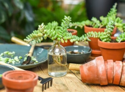 Propagate Succulents From Cuttings or a Single Leaf