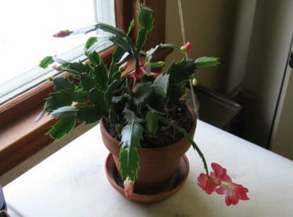 Propagating Christmas cactus