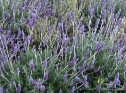 Propagating lavender