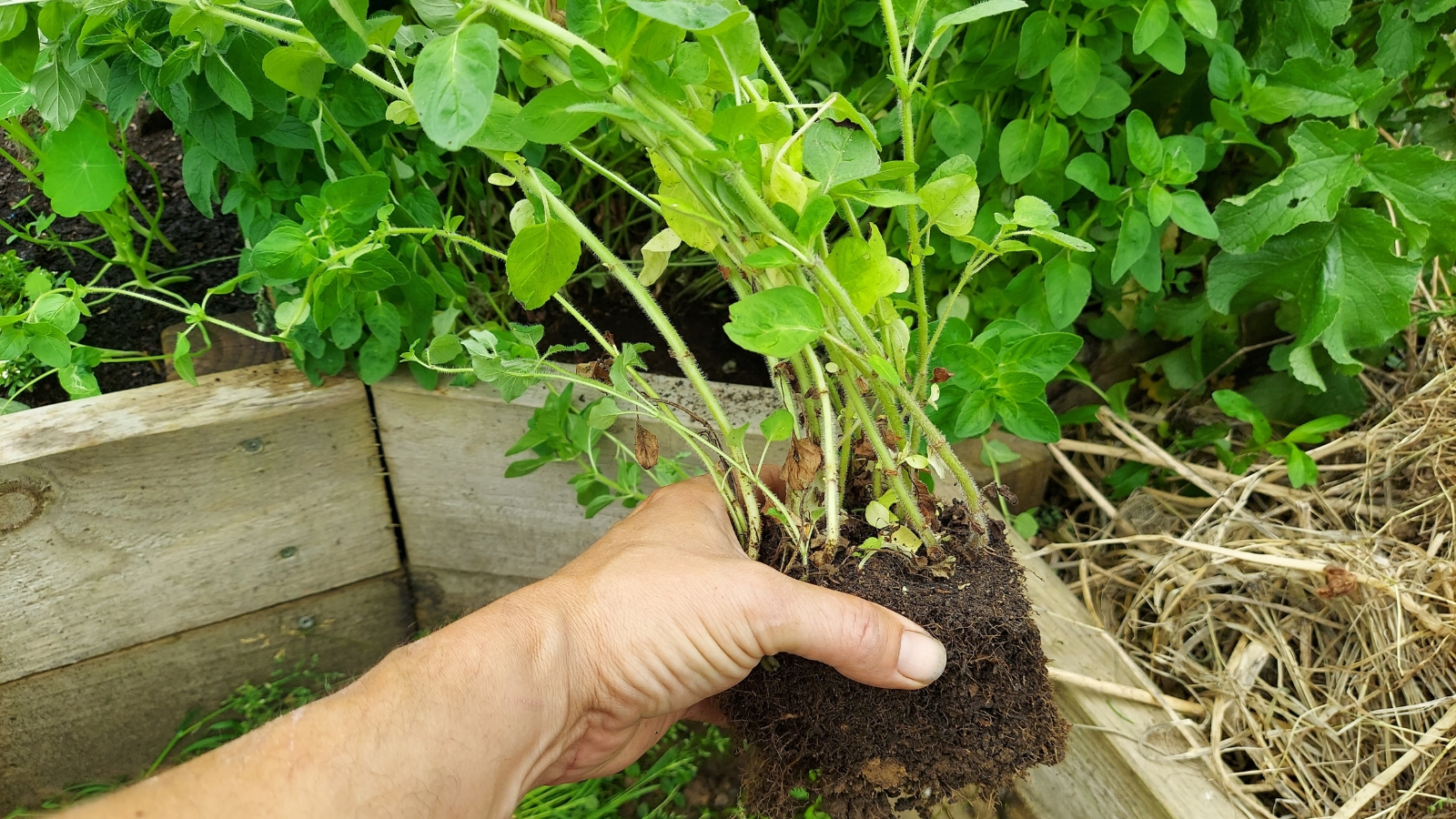 Close-up of a gardener's hand holding a divided oregano seedling for propagation.