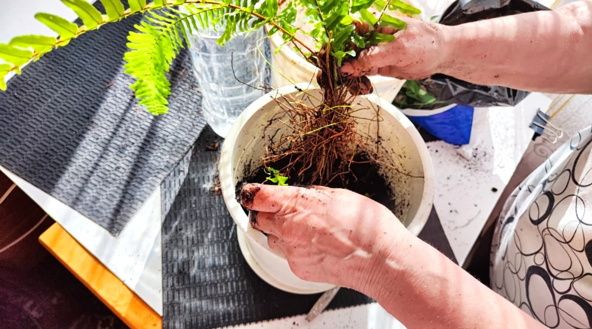 Close-up shot of female hands replanting and dividing an Ostrich ferns plant in a white pot, indoors. The plant has bare, tangled roots and long, lush, feathery leaves that are bright green. The gardener is wearing a white T-shirt with black patterns.