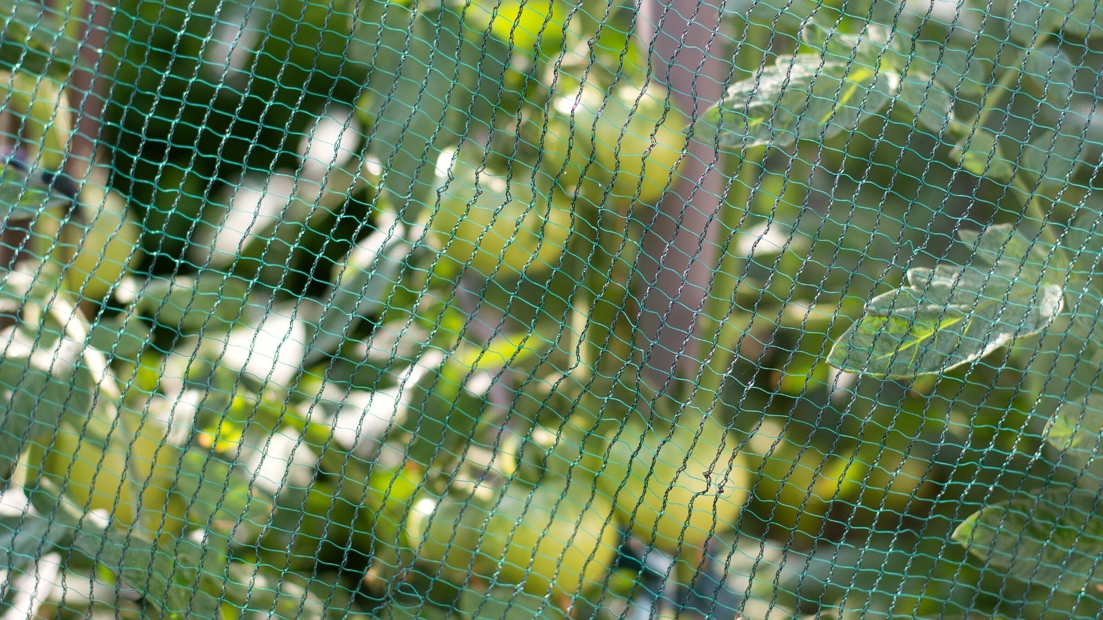 Close-up net over tomato crop in a garden. The tomato plant showcases a vigorous growth habit with its sturdy stems, abundant dark green foliage, and prolific production of vibrant, plump fruits. Its leaves are broad, oval-shaped, and deeply lobed, with serrated edges and a slightly fuzzy texture on the underside. The plant bears clusters of small, round fruits which are light green in color.