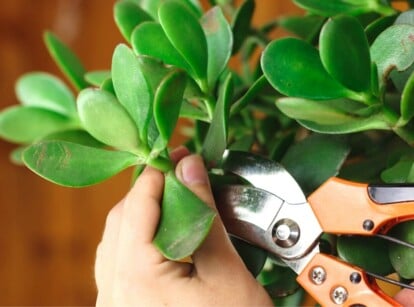 Gardener is pruning a jade plant with shears that have plastic handles and steel heads.