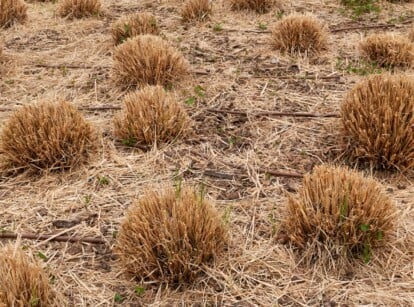 Close-up of trimmed tufts of Cortaderia selloana in an ornamental garden, in spring. The soil is covered with a layer of dry straw mulch. Cortaderia selloana is an ornamental grass that grows in clumps. The trimmed tufts consist of short, vertical, dry, orange-brown stems.