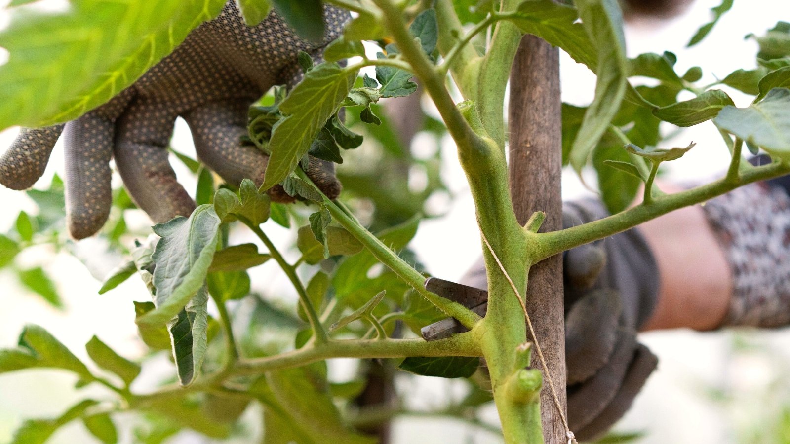 Close-up of a gardener's hands in gray gloves pruning a tomato plant using scissors in the garden. The tomato plant boasts lush, vibrant green foliage with deeply lobed leaves that alternate along its slender, sometimes slightly fuzzy stems.