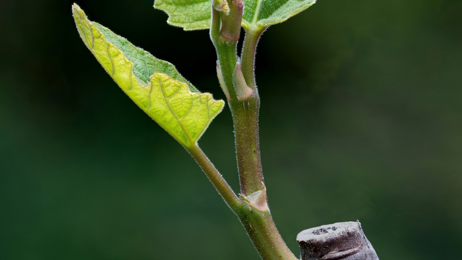 A close-up of a Yellow Long Neck fig stem with fresh, tender leaves unfurling under sunlight. In the backdrop, a blur of verdant hues hints at the lush, thriving ecosystem surrounding this vibrant specimen.