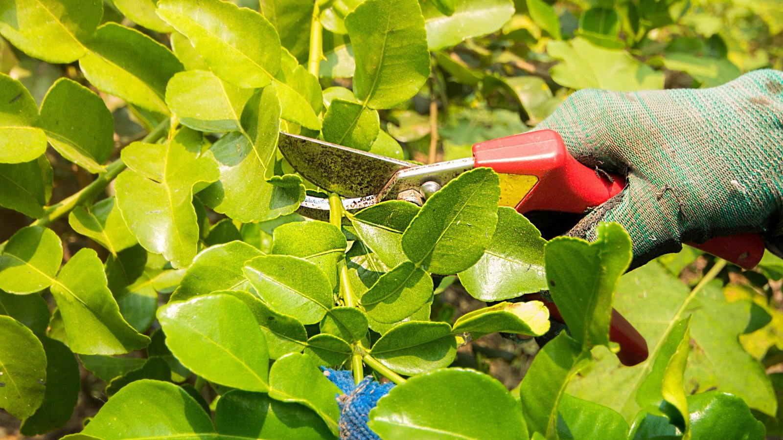 A gloved hand wields pruning shears, poised to trim branches of the Kaffir lime tree. Its glossy green leaves hint at the tree's culinary potential. Each leaf bears unique, intricate patterns, reflecting nature's artistry.