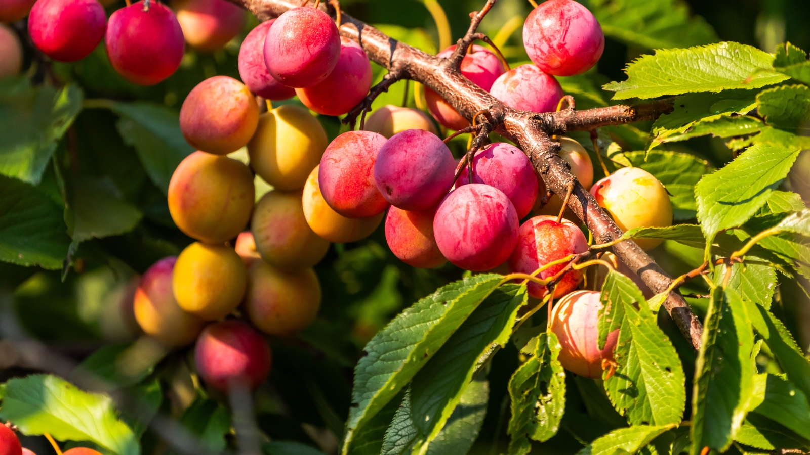 Close-up of a Prunus americana branch with ripe fruits in a sunny garden. Its alternate, oval to elliptical leaves are glossy green in color and with finely jagged edges. The tree produces small, round fruits with smooth, red to yellow skin.