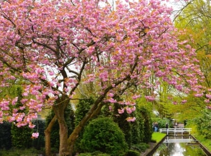 A Prunus serrulata covered in soft pink blooms with delicate, ruffled petals.