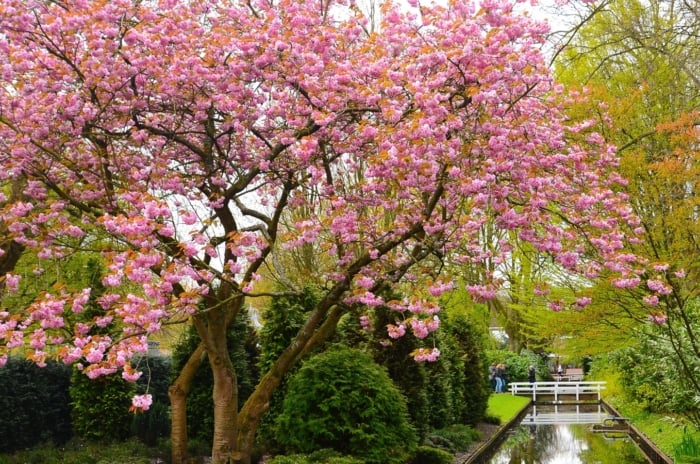 A Prunus serrulata covered in soft pink blooms with delicate, ruffled petals.