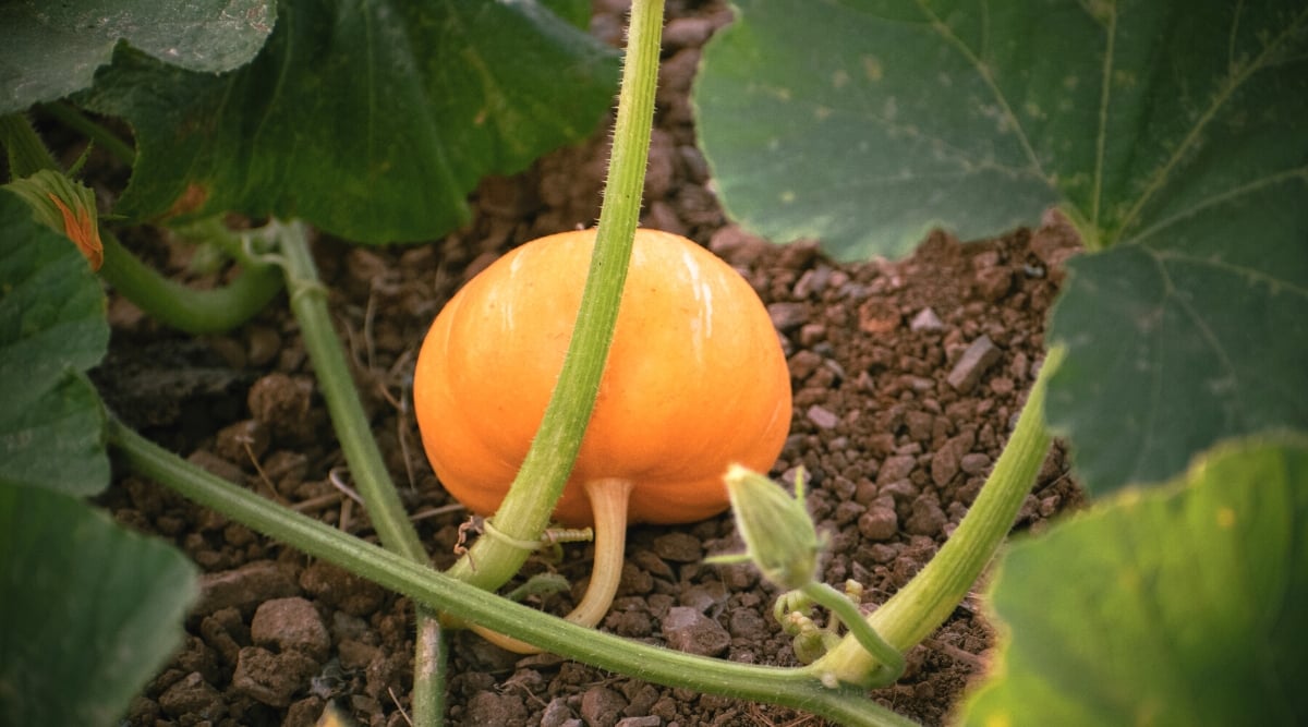 Close-up of a ripe pumpkin fruit in the garden. Pumpkins (Cucurbita pepo) are large, sprawling, and annual plants from the gourd family (Cucurbitaceae). Pumpkin leaves are wide, rough, deeply dissected, dark green. Pumpkins produce large, round fruits that are bright orange in color. The fruits have a hard, thick skin and a fibrous interior with many seeds.