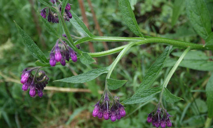 Purple comfrey