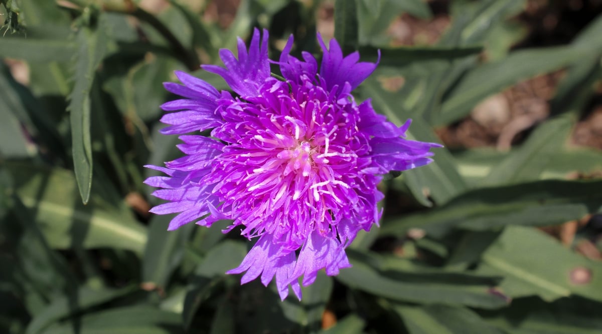 A close-up on Stokes Aster, revealing a single bluish-purple bloom with multiple long, narrow, slightly pointed petals arranged in a star-like formation. The flower stands out beautifully against the blurred background of its dark green foliage.