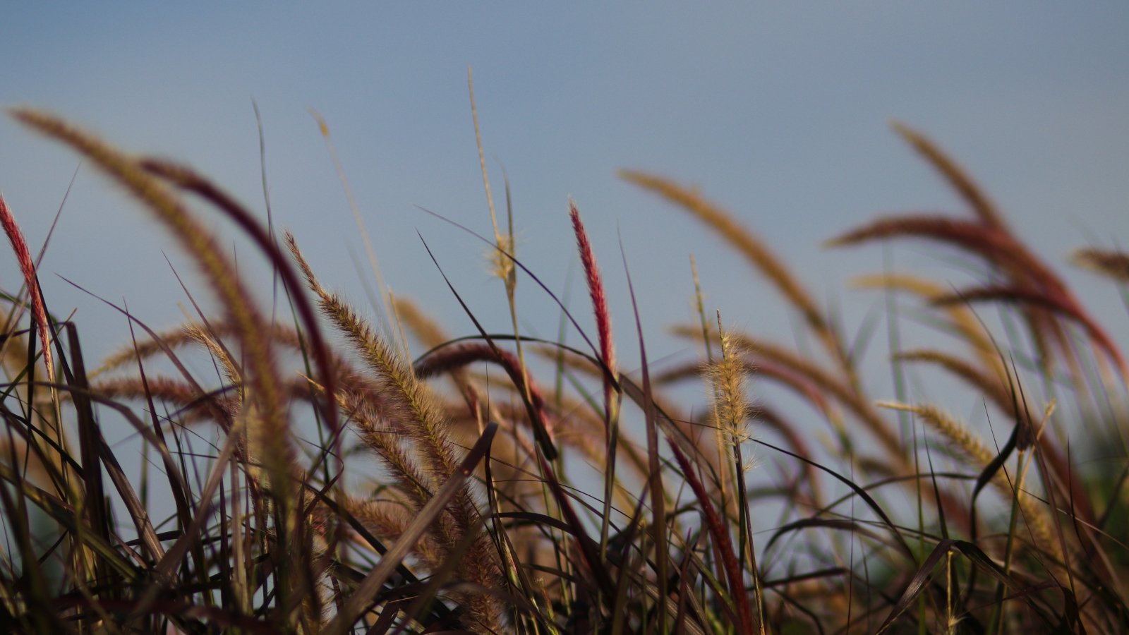 Graceful, slender leaves adorned with hues of purple, swaying gently in the morning breeze, crowned by delicate brown flower spikes reaching towards the soft, dimly lit sky.