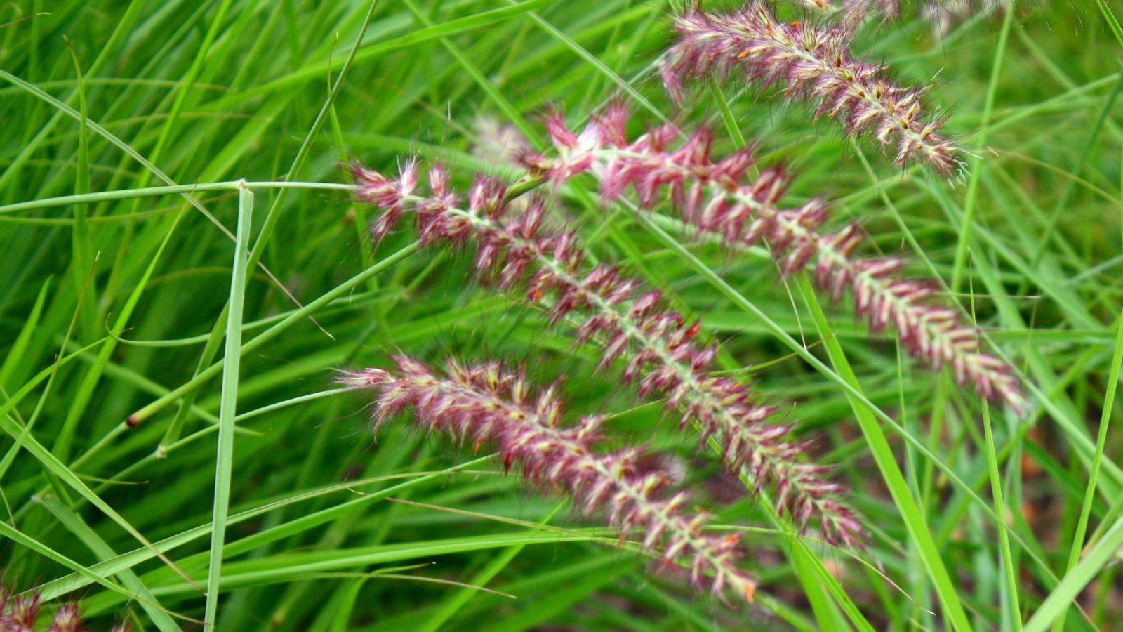 A close-up reveals the vibrant green leaves, while delicate pinkish flower clusters form graceful arches, adding an elegant touch to the landscape.