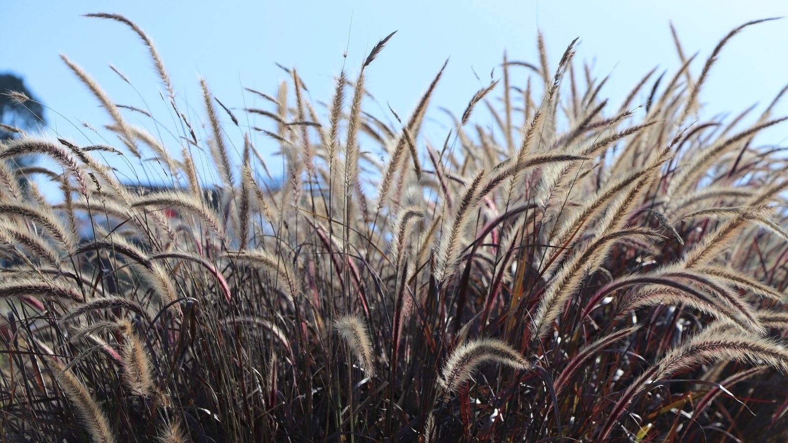 Burgundy leaves sway delicately, their slender forms creating a mesmerizing display; meanwhile, above them, the brown flower spikes rise proudly, a subtle yet striking accent to the scene.